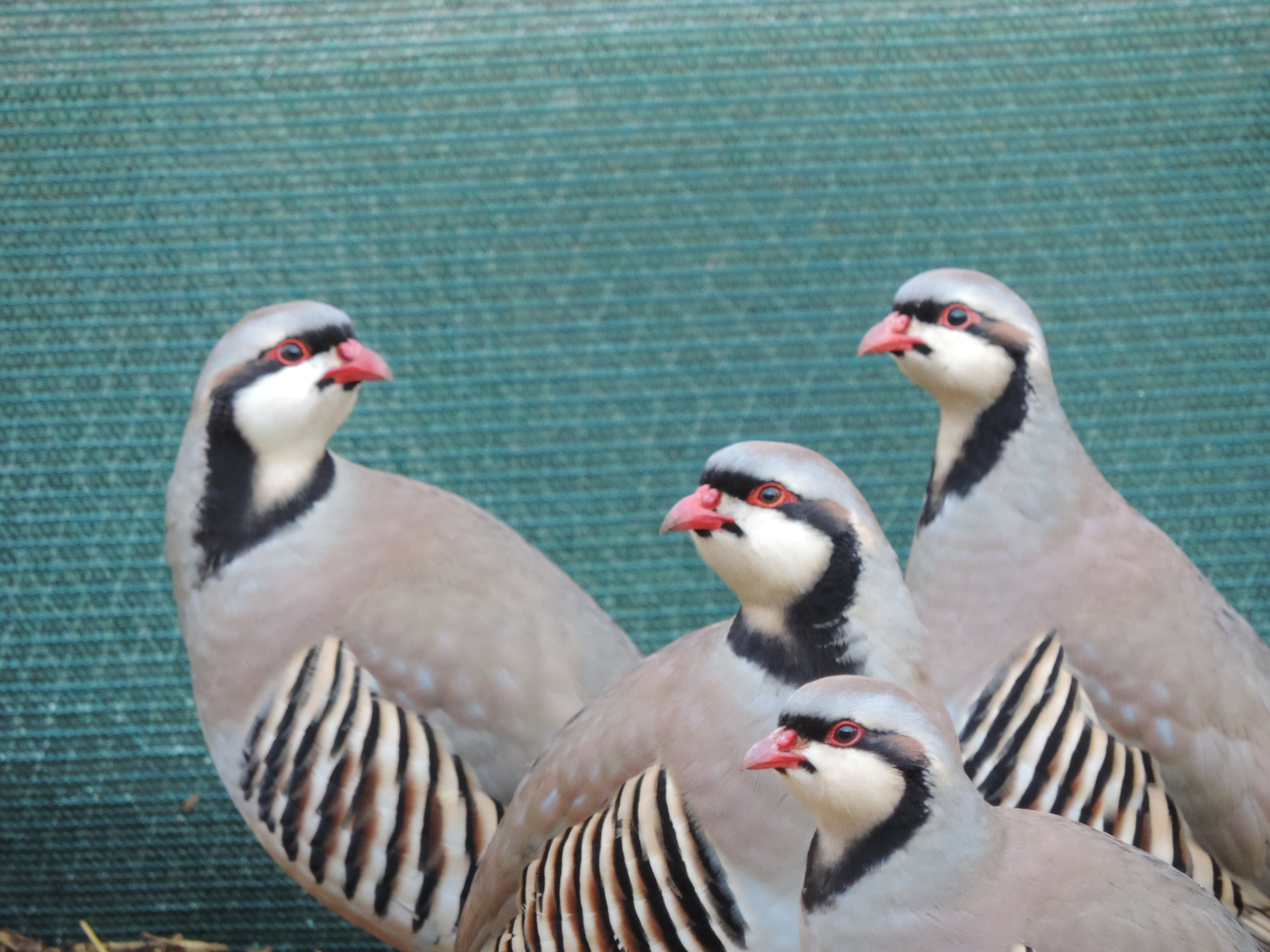 Heritage Hill Game Birds